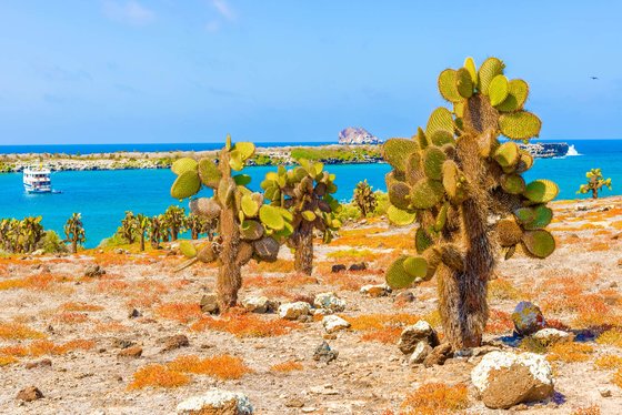 Black Turtle Cove  (Galapágy)