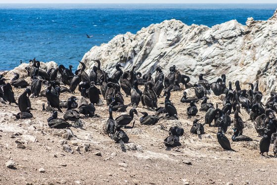 Cormorant Point (Galapágy, Floreana)