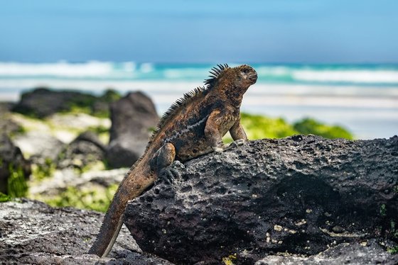 Bahia Bowditch (Galapágy, Santa Cruz)