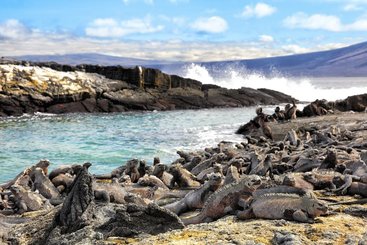 Espinoza Point -  (Galapágy, Fernandina)