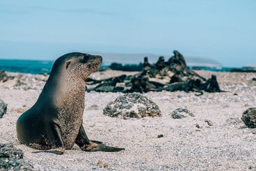 Las tintoreras (Galapágy, Isabela)
