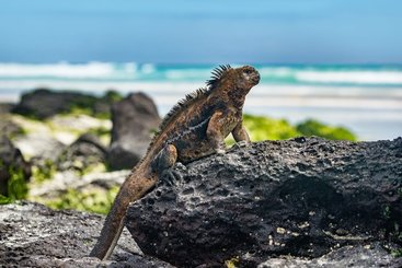 Bahia Bowditch (Galapágy, Santa Cruz)