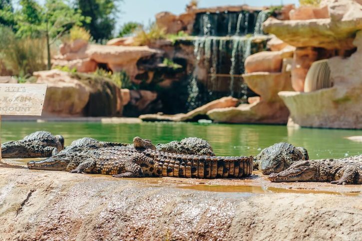 Agadir - Crocopark