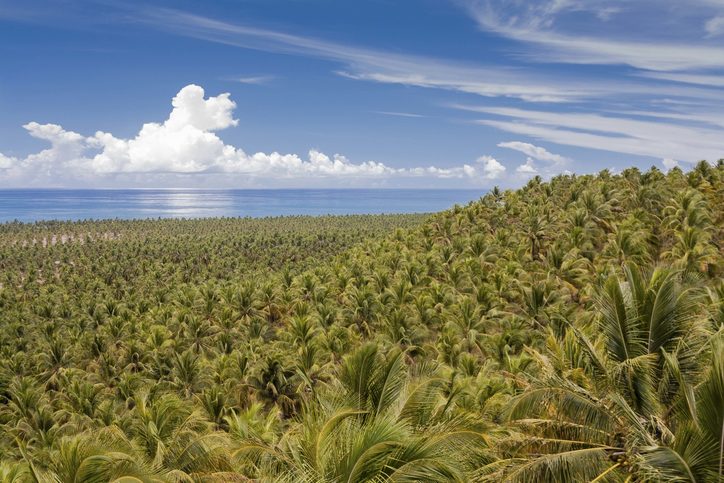 Praia do Gunga (pláž Gunga) se nachází 20 kilometrů jižně od Maceia. Pláž je obklopena kokosovými palmami. Maceio, Brazílie