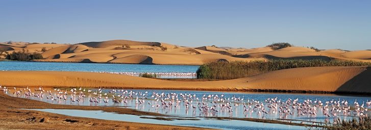 Hejno růžových plameňáků v laguně obklopující písečné duny na Pelican Point, Walvis Bay, Namibie