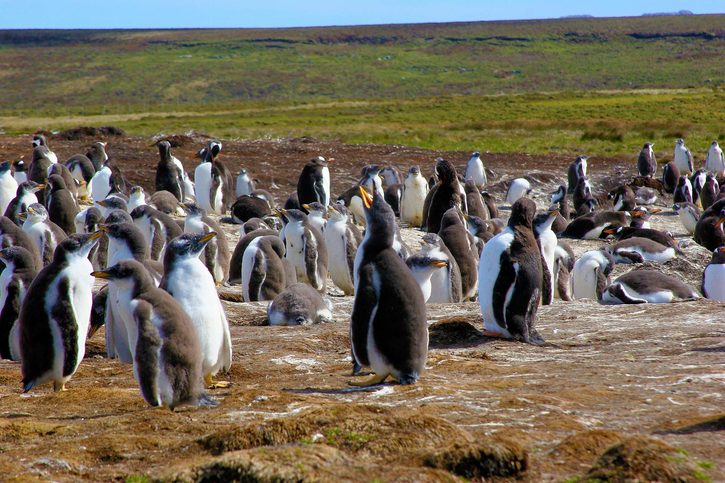 Pozorujte tučňáky magellanské v zátoce jen pár kilometrů od města Port Stanley