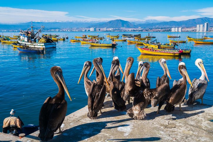 Pelikáni v přístavu Coquimbo, Chile