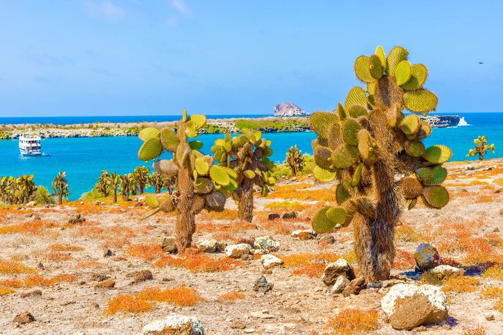 Kaktusový les a oceán u Galapágského ostrova Santa Cruz