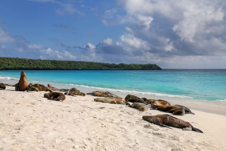 Pohodáři lachtani na Gardner Bay, Galapágy