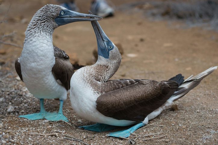 Anglicky se terejům říká Booby. Tento název byl převzat ze španělštiny a znamená klaun. Určitě vám tento pták (nejen při přešlapování) klauna skutečně připomene, ale především Vám připomene Galapágy a svět zvířat, který se nám lidem naštěstí doposud nepodařilo zničit