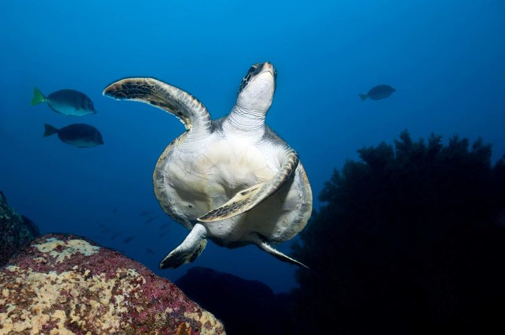 Podmořský život v Mosquera Island, Galapágy