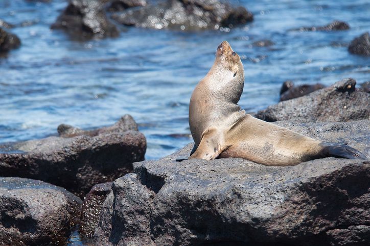 Lachtan v Mosquera Island, Galapágy