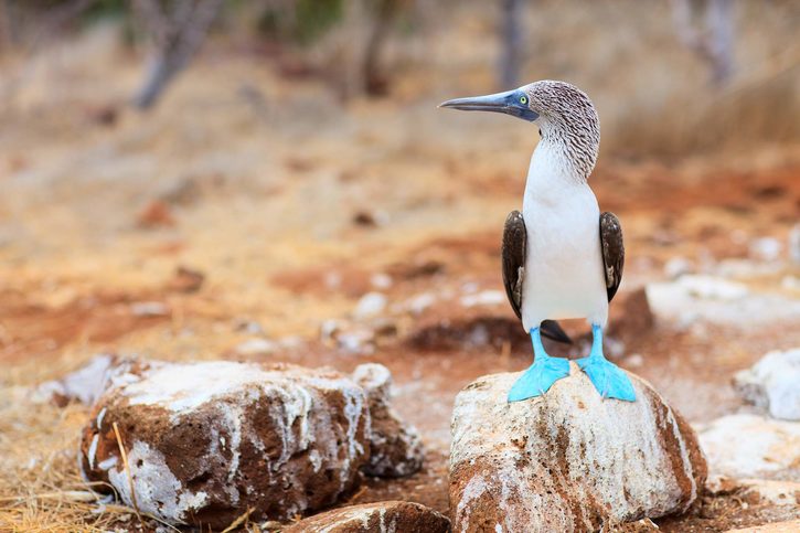 North seymour island (galapágy) - North-Seymour-Island