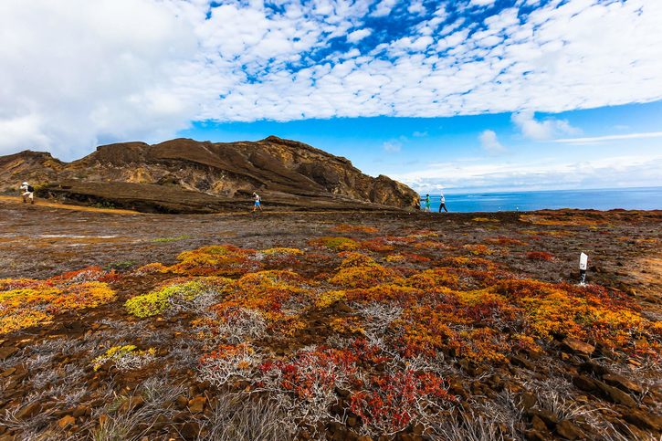 Typická vegetace horní části Punta pitt, Galapágy