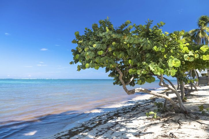 Oranjestad - Zeleň na piesočnatom pobreží.
