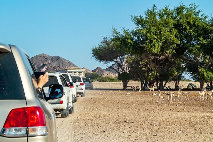 Safari park na ostrove Sir Bani Yas