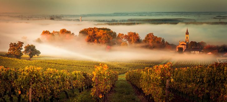 Západ slunce a mlha nad vinařstvím v Bordeaux