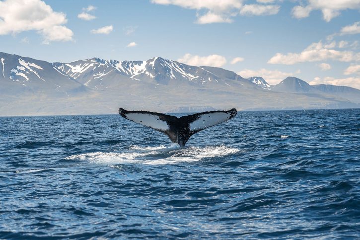 Husavik - Husavik-Island-3