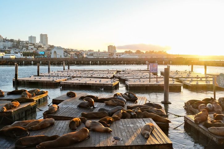 San Francisco - Lachtany pri móle
