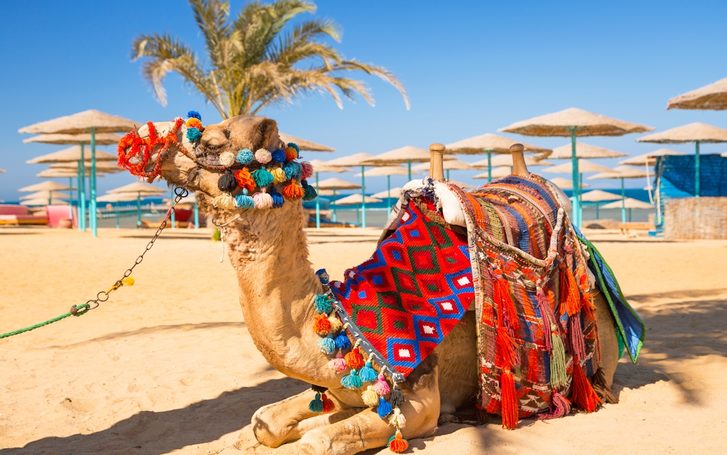Safaga – Ťava odpočíva v tieni na pláži Hurghada.