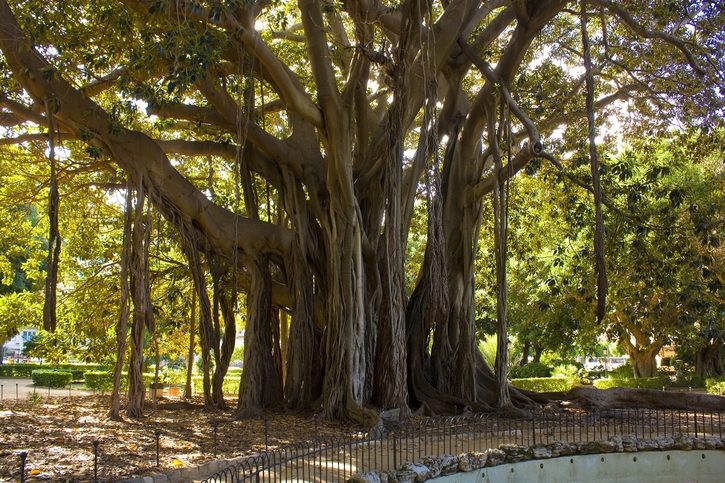 Palermo – Ficus macrophylla, Garibaldiho záhrada