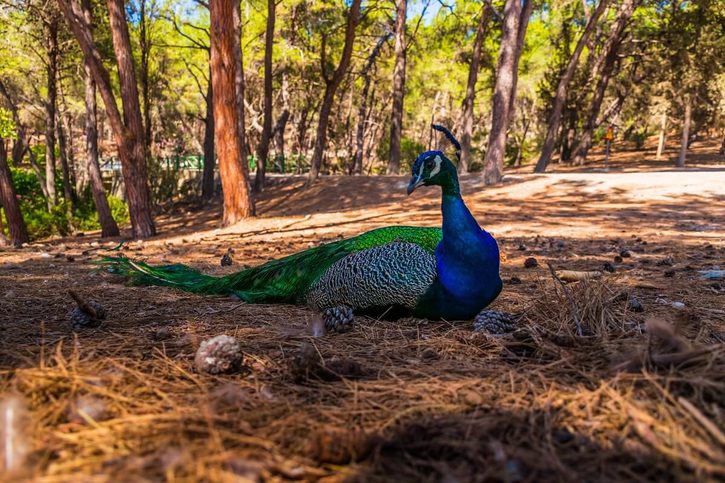 Kos - Borový les Plaka Kos - Borový les Plaka