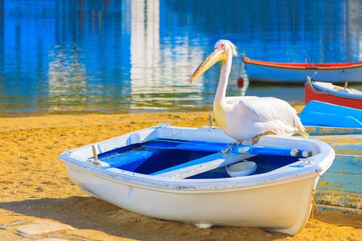 Mykonos - Slávny pelikán Petros