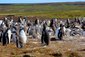 Pozorujte tučňáky magellanské v zátoce jen pár kilometrů od města Port Stanley