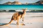 Klokan v Lucky Bay v národním parku Cape Le Grand nedaleko Esperance, Západní Austrálie