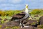 Orel jasnohlasný pózující v Suarez-Point, Galapágy