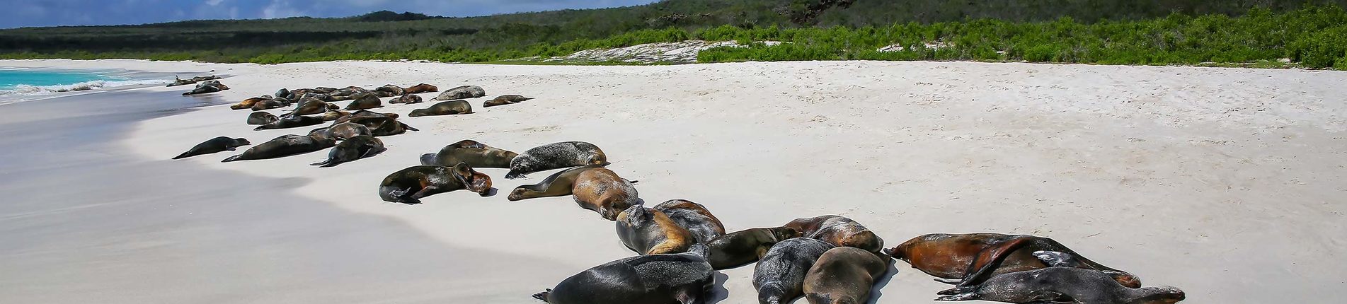 Gardner Bay (Galapágy)